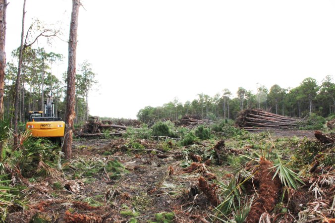 Photo of the clearing of the Briger, taken on November 9, 2014
